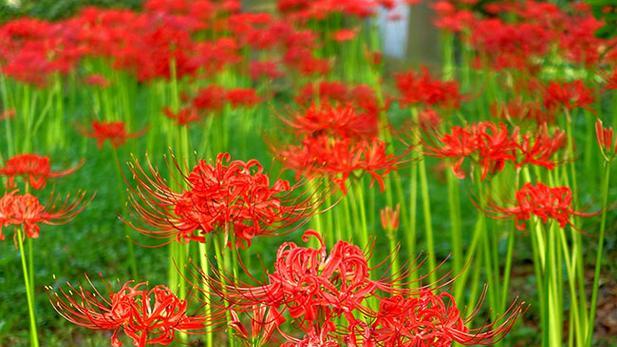 石蒜花的寓意（从坚毅到自由）