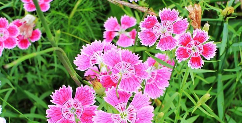 石竹花的象征意义与美丽魅力（了解石竹花的寓意与赏析）