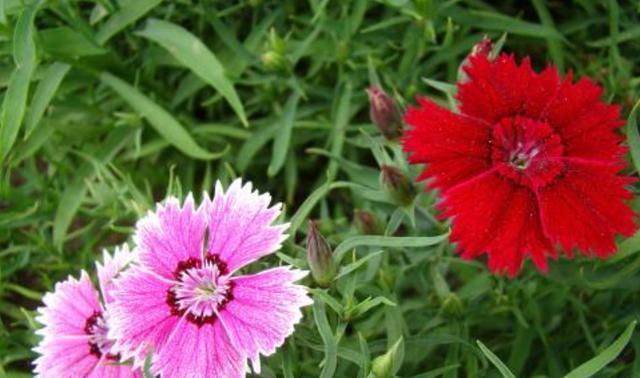 石竹花的花语与寓意（探索石竹花的花语与寓意）