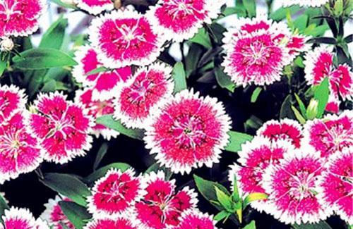 石竹花的花语与寓意（探索石竹花的花语与寓意）