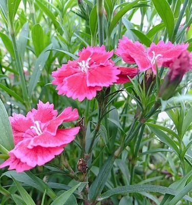 石竹花的花语——情感之花的意义（石竹花）