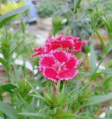 石竹花的花语——情感之花的意义（石竹花）
