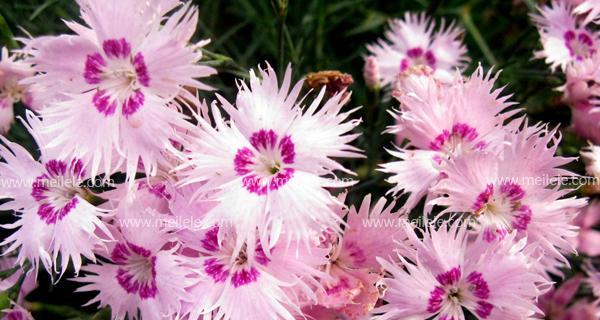 石竹花的花语——情感之花的意义（石竹花）