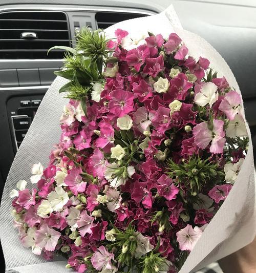 石竹梅花语之美——传递情感的花朵（花开诗意）
