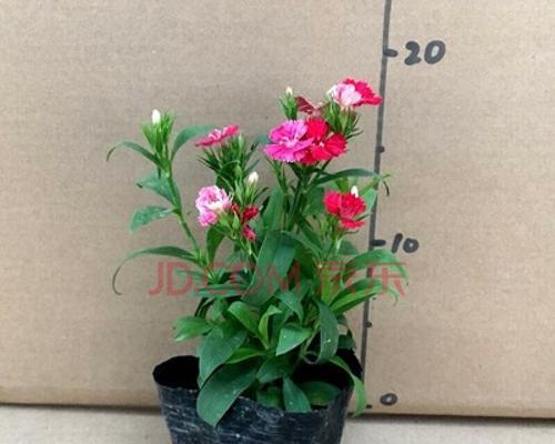 石竹梅花语之美——传递情感的花朵（花开诗意）