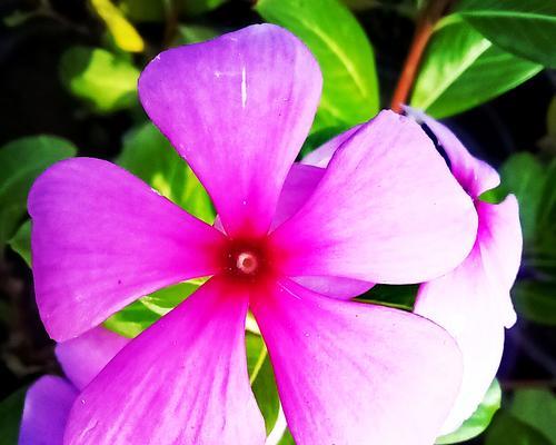 时钟花（花语）