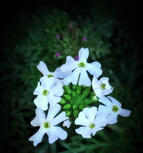 时钟花的花语及其意义（一种神秘而富有内涵的花朵）