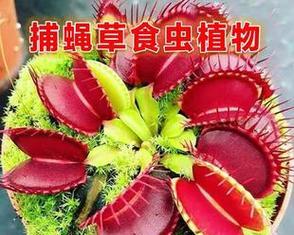 食人花花语解读（探寻食人花背后的花语与意义）