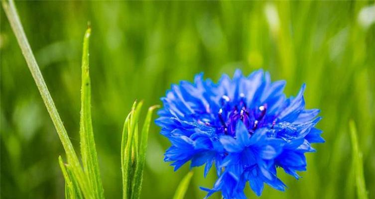 矢车菊的花语（矢车菊的花语寓意及象征的力量）