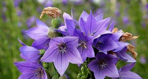世界悲伤花语（通过花朵传递情感）