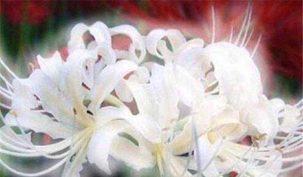 世界悲伤花语（通过花朵传递情感）