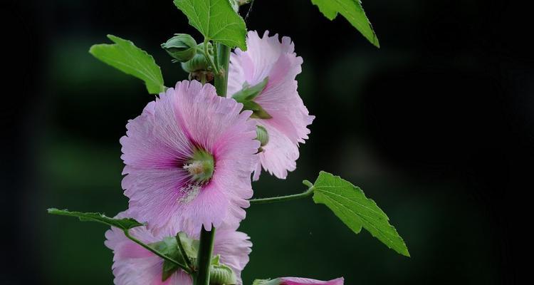 蜀葵花语与象征意义（探寻蜀葵花语的美妙与深远意义）