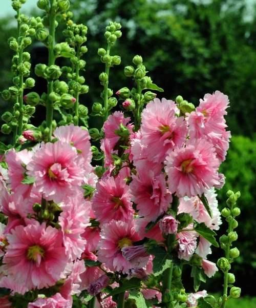 蜀葵花语与象征意义（探寻蜀葵花语的美妙与深远意义）