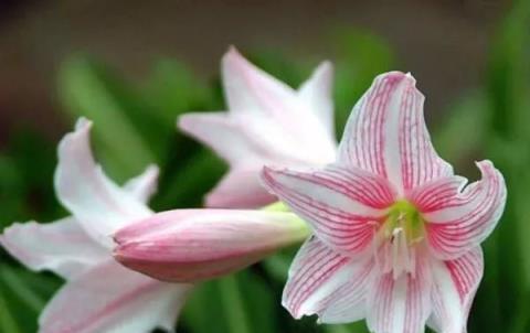 水百合花语的美好寓意（水百合花语传递的情感和寄托）