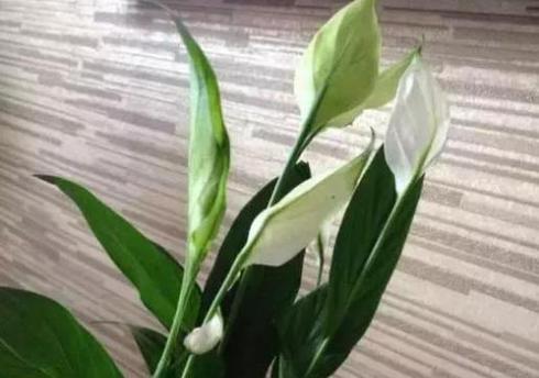 以水繁殖花的方法（水培种植技巧）