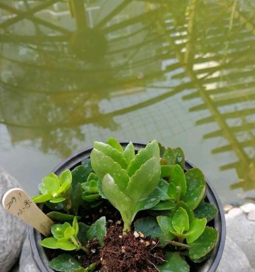 以水繁殖花的方法（水培种植技巧）