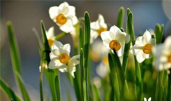 水仙花的花语之意义与寓意（深入解读水仙花的花语）