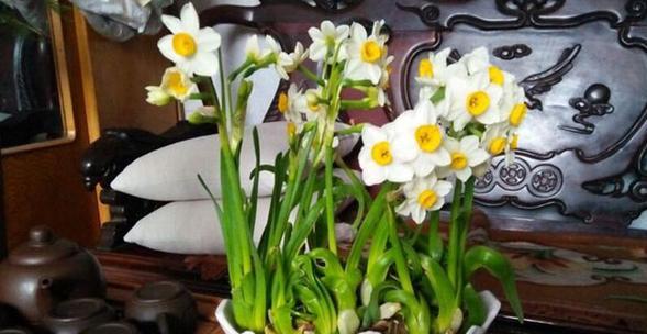 水仙花的象征意义及美丽之谜(探寻水仙花的神秘魅力与深远寓意)