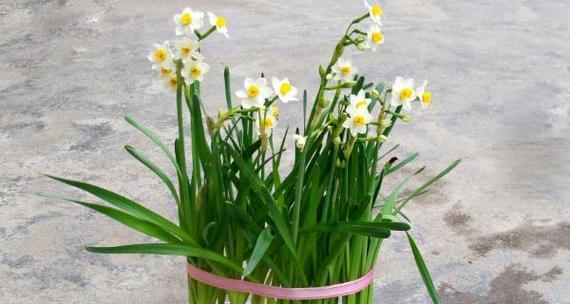 水仙花的花语与象征意义（揭开水仙花隐藏的秘密）