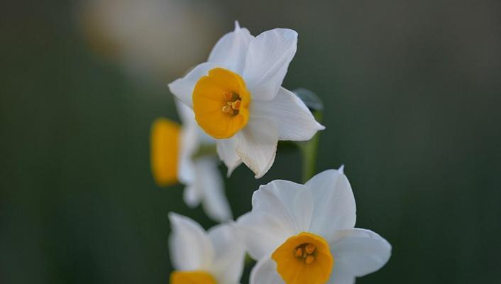 水仙花（以水仙花为媒介）