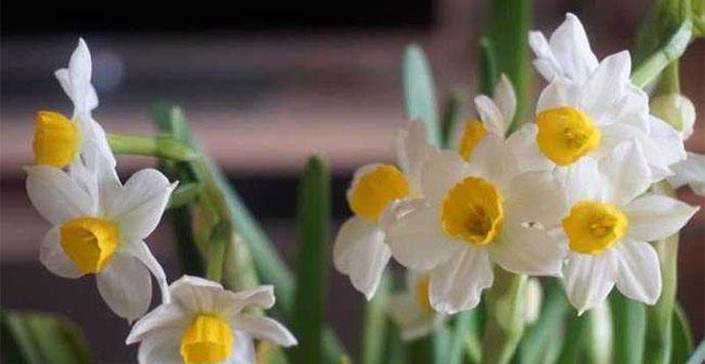水仙花花语与人生启示（探寻水仙花花语的深刻内涵及对人生的启示）