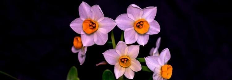 水仙花的花语及象征意义（探寻水仙花的传统象征及现代诠释）