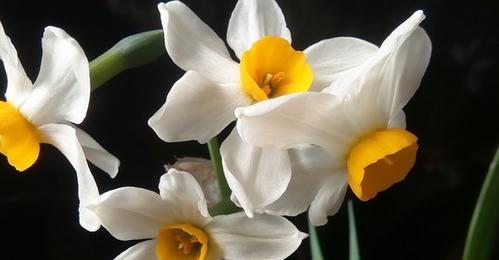水仙花的花语及象征意义（探寻水仙花的传统象征及现代诠释）