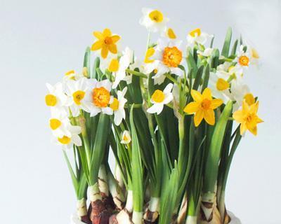 水仙花的寓意与意义（花开花落）