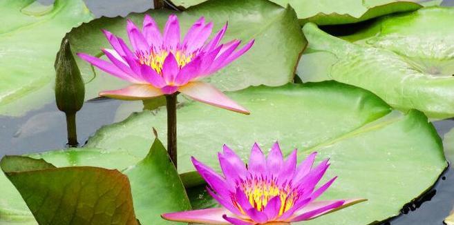 睡莲花语的寓意和象征意义（探究睡莲的花语）