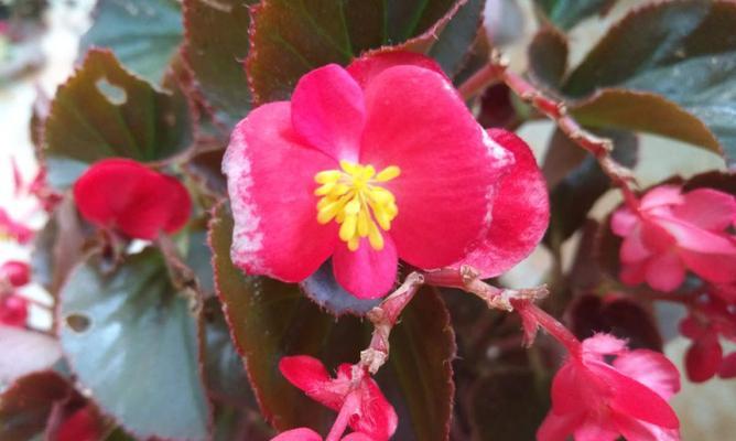 四季海棠花语（四季海棠的花语象征与寓意）