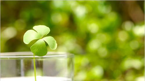 四叶草的花语和传说（探索幸运与神秘的四叶草花语和传说）
