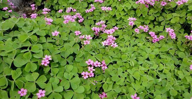 四叶草的花语与寓意（揭开幸运的密码）