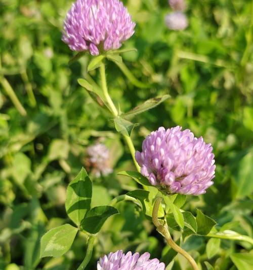 四叶草的寓意和花语——幸运与希望的象征（探寻四叶草的秘密）