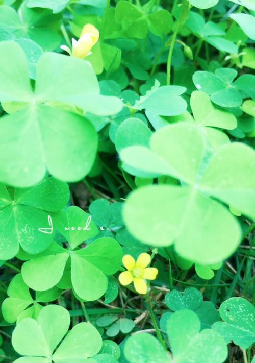 四叶草的寓意和花语——幸运与希望的象征（探寻四叶草的秘密）