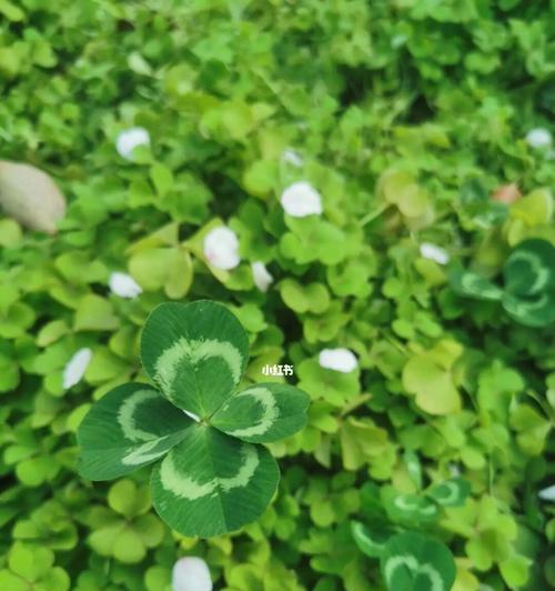 四叶草的寓意与象征意义（四叶草带来好运与幸福）