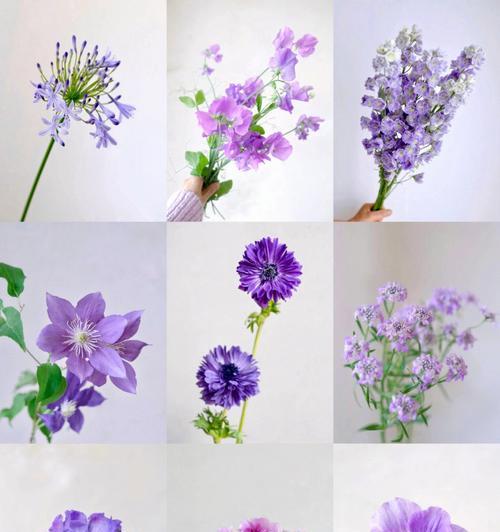 松虫草花语（探索松虫草的美丽寓意与神奇力量）