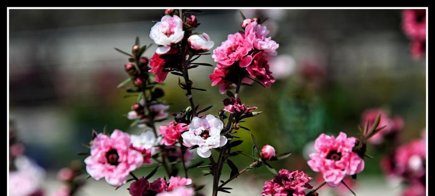 以松红梅的花语传递希望与坚韧（松柏不凋零）