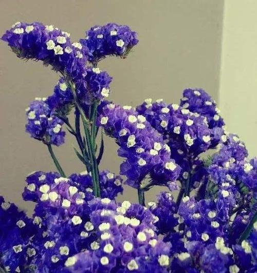 友谊之花，深情相伴（男生友谊花礼）
