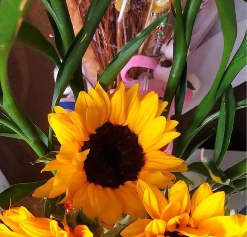 以太阳花的花语和象征意义（探寻以太阳花的美丽内涵与意义）
