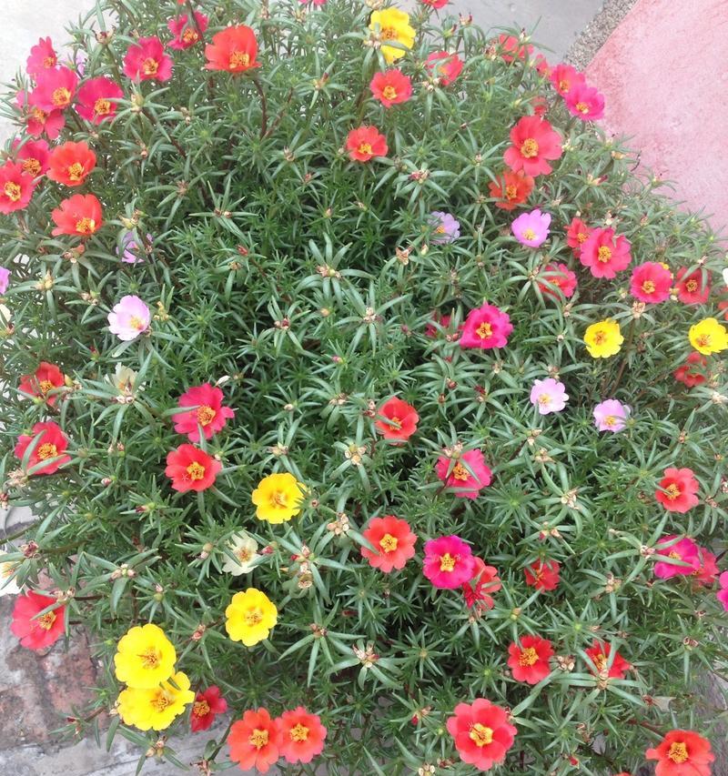 太阳花的象征意义——光明与坚毅（以太阳花为象征的希望与坚强的力量）
