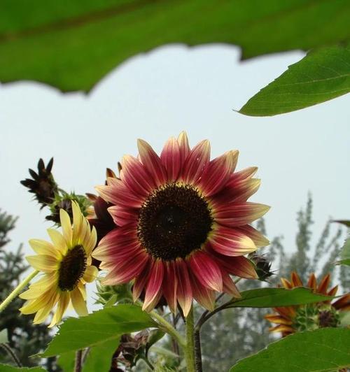 以太阳花的寓意与花语（阳光之花）