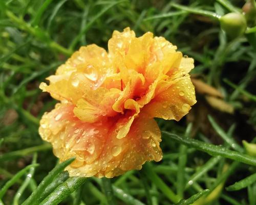 以太阳花的寓意与象征——生命之光（探索以太阳花的内涵与象征意义）