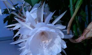 昙花的寓意与象征风水（昙花）