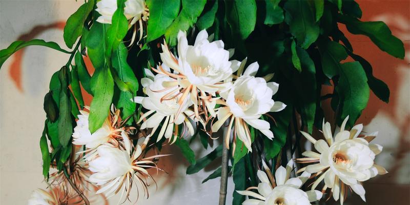 昙花的寓意与象征风水（昙花）