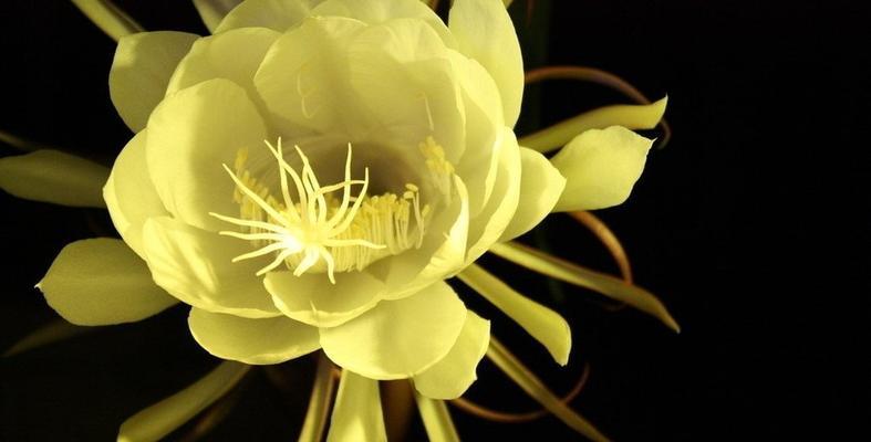 昙花的寓意与象征风水（昙花）