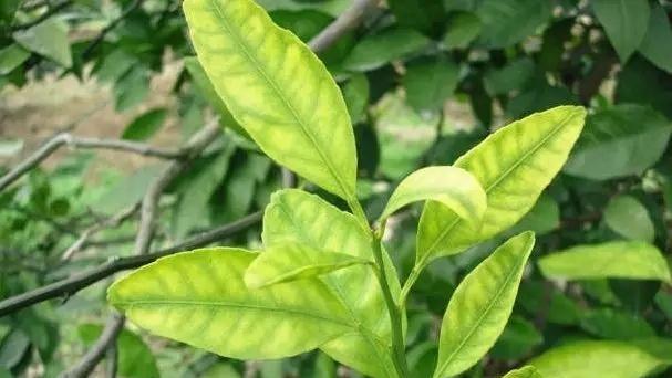 治疗柑橘黄叶病，这些药物效果最好（选择合适药物）