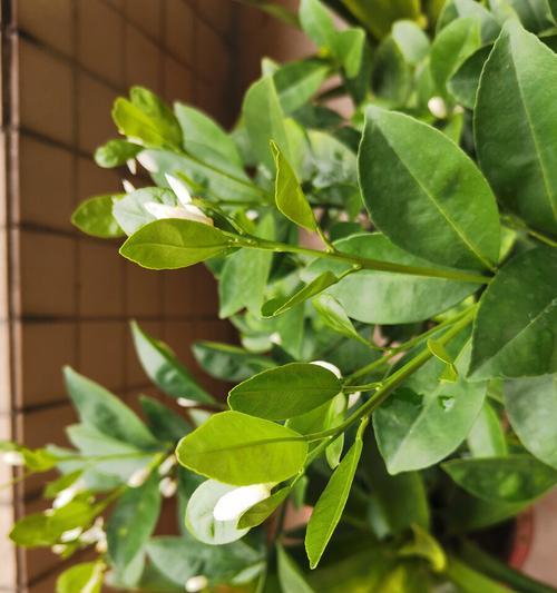 柑橘的花期和结果期（生长环境与品种选择对柑橘花果成熟的影响）