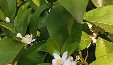 柑橘的花期和结果期（生长环境与品种选择对柑橘花果成熟的影响）