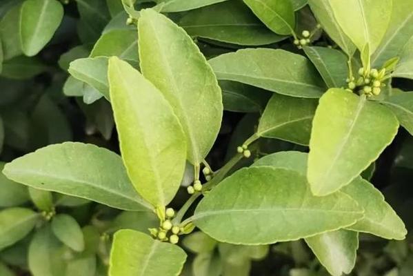 揭秘柑橘的分类和特性（探究柑橘是否为被子植物及其独特之处）