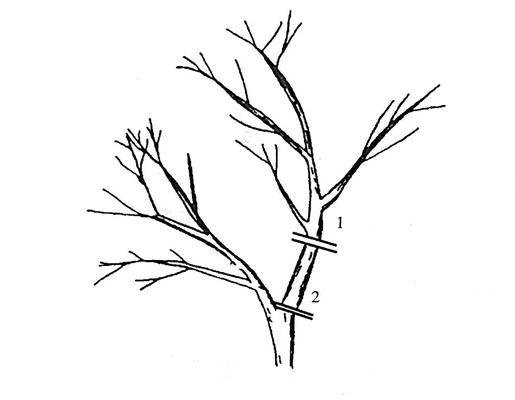 如何解决柑橘树卷叶问题（探究卷叶原因）